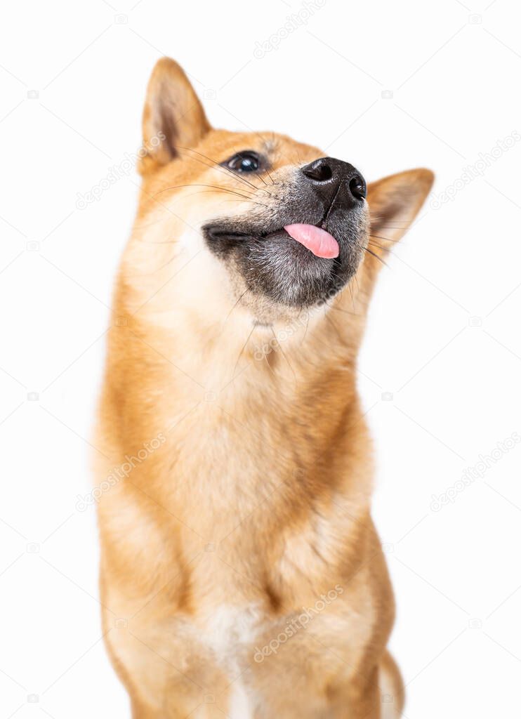 Funny silly red haired dog Shiba Inu close up portrait tongue out. Dog head looking up. White background. Teasing silly hungry licking dog. Animals on white isolated