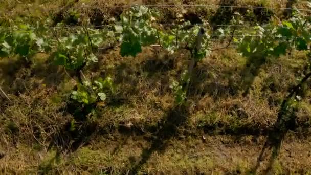 无人机飞过一个年轻葡萄园的行列 航拍录像 格鲁吉亚农业酒生产 乡村景色 春谷和山峦 新鲜的晨光乡村风貌 — 图库视频影像