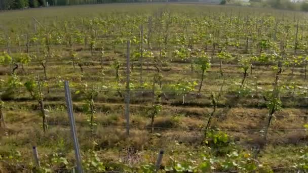 Geórgia Agrícola Produção Vinho Fazenda Filmagens Aéreas Cena Rural Primavera — Vídeo de Stock