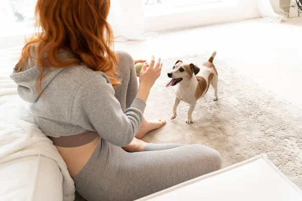 Smiling Dog Jack Russell Terrier Waiting Impatient Ball Ginger Haired — Stock Photo, Image