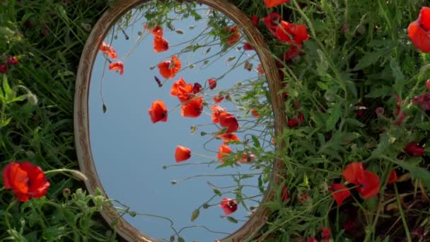 夏のポピー畑と空が鏡の中にヴィンテージフレームで映し出されます 夏の瞬間をお楽しみください 赤い繊細な花の遅い動きと農村部の元の芸術的な創造的なフレームシーン 垂直ビデオ — ストック動画