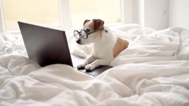 Dizüstü bilgisayara özen gösteren işler ya da gözlüklü köpekleri izleyen bir dizi film arıyorum. Evdeki rahat beyaz yatak. Zeki, zeki, komik, evcil hayvan suratlı. Şımartılmış konfor tapınağı