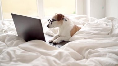 Gözlüklü akıllı inek köpek Jack Russell Terrier kameraya bakıyor. Uzaktan çalışan siyah dizüstü bilgisayar kullanmak ya da hafta sonları film izlemek. Rahatlatıcı gündüz atmosferi. Merkez Ofis