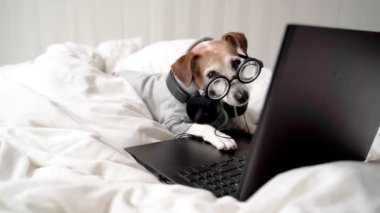 Dizüstü bilgisayarla çalışan komik köpek beyaz yatakta ekranı arıyor. Gri kapüşonlu kazaklı ve profesyonel kulaklıklı. Jack Russell Teriyer. Haftasonu film izleme programından bağımsız çalışıyor.