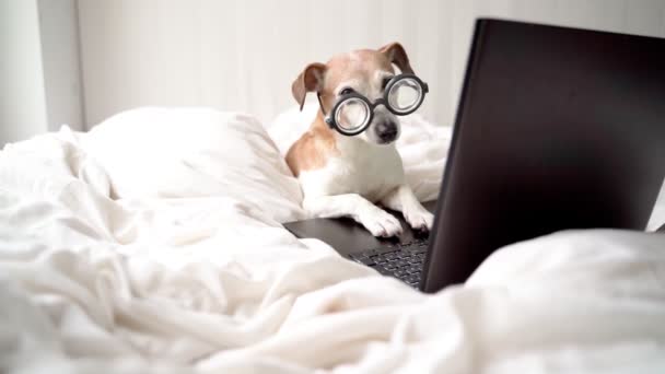 在网上看烹饪节目时 一只戴着眼镜的饥饿有趣的狗在舔着嘴 博客作者使用笔记本电脑从家里远程周末工作 聪明的书呆子聪明地看着相机 白色舒适的床上用品 — 图库视频影像