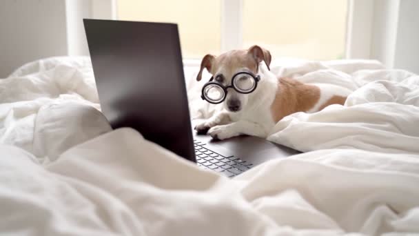 自宅からリモートで作業ノートパソコンとベッドでメガネで愛らしい面白い犬 隔離制限を守るんだ 頭のいいオタクだ 白い快適なベッドの服 プログラマーは映画シリーズを見て — ストック動画