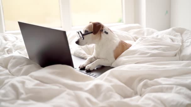 スマートオタク犬ジャックラッセルカメラを探してメガネのテリア 自宅からリモートで作業したり 週末に映画を見て黒いラップトップコンピュータを使用しています 日中冷静な雰囲気をリラックス 内務省 — ストック動画