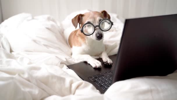 Mignon Petit Chien Avec Des Lunettes Dans Lit Blanc Recouvert — Video