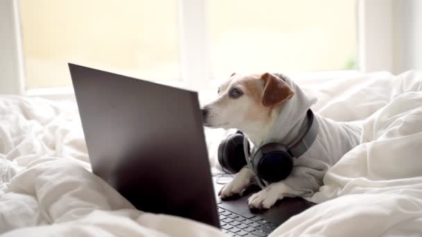 空腹の犬はオンラインで食品配送を注文します ペットはコンピューターとヘッドフォンで寝ています カメラを見て舐めてる 料理番組のビデオを見て 自宅で快適なペットリラックス ストリーミングオンライン — ストック動画
