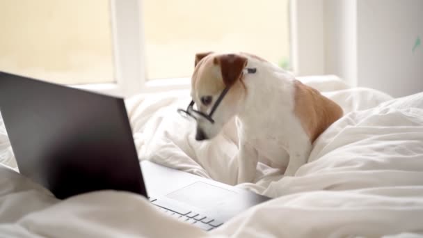 聪明的书呆子狗带着眼镜 惊讶地看着手提电脑屏幕 看电影或在家里上网工作 在线自由职业者项目 阅读意外新闻社交媒体内容用户 — 图库视频影像