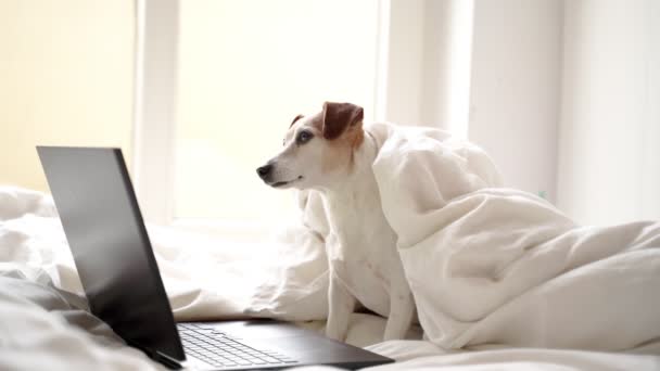 Adorable Perro Pequeño Acostado Cama Blanca Casa Usando Computadora Portátil — Vídeos de Stock