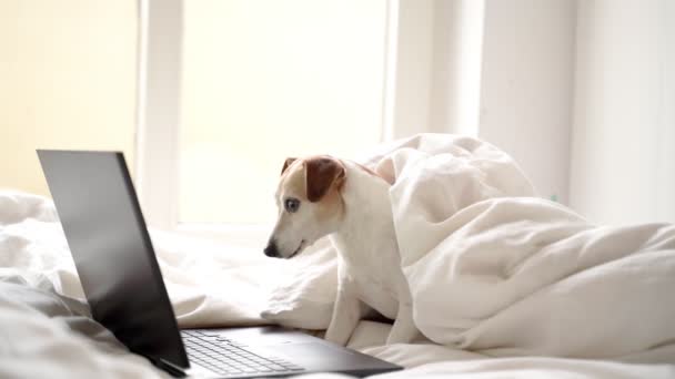 コンピュータのラップトップショッピングをオンラインで使用して自宅で白いベッドの上に寝そべって愛らしい小さな犬 そうだ 映画を見たり 自宅からリモートでインターネット上で作業します オンラインフリーランスのプロジェクト 居心地の良い快適な家 — ストック動画