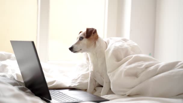 白いベッドでリラックスしたコンピュータと愛らしい小さな犬のジャック ラッセル テリア シリアルを見ながら作業する 自宅で快適な時間 カメラを見てる 自宅で病気を隔離し — ストック動画