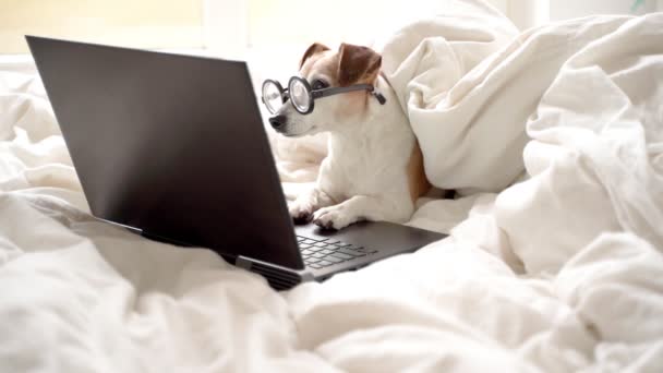 聪明的书呆子狗带着眼镜 惊讶地看着手提电脑屏幕 看电影或在家里上网工作 在线自由职业者项目 阅读意外新闻社交媒体内容用户 — 图库视频影像