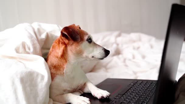 スマートオタクの犬は ノートパソコンのコンピュータ画面を見て驚いた 映画を見たり インターネットで自宅から働いています オンラインフリーランスのプロジェクト 予期せぬニュースを読むソーシャルメディアコンテンツユーザー — ストック動画