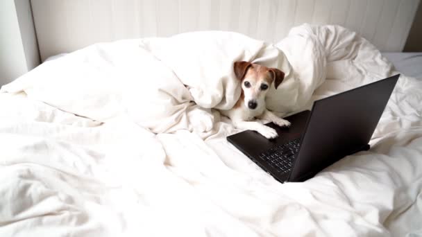 狗从侧写躺在白色的床上看着家里的电脑笔记本电脑黑色屏幕 在网上看电影或在家远程工作 在线自由职业者项目 舒适舒适的家 — 图库视频影像
