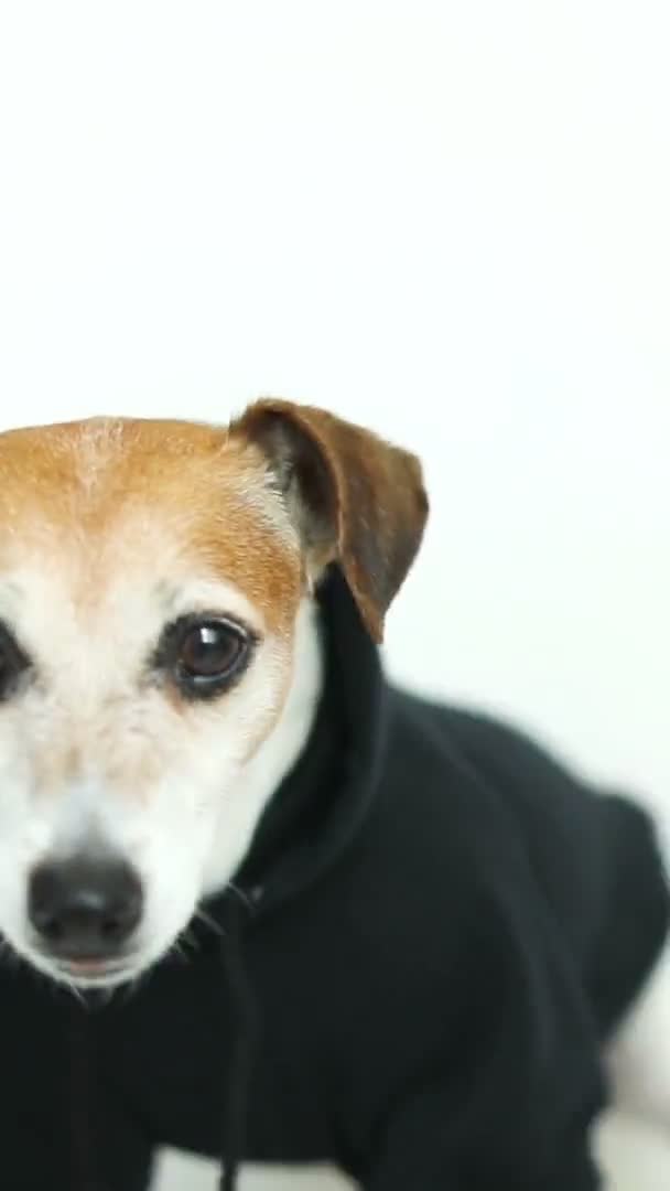 Cão Pequeno Adorável Olhando Para Câmera Tema Animal Estimação Imagens — Vídeo de Stock