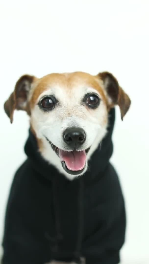 Χαμογελαστό Σκυλί Μαύρα Ρούχα Τζακ Ράσελ Τεριέ Κοιτάζει Την Κάμερα — Αρχείο Βίντεο
