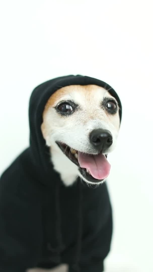 黒いセーターのパーカーの頭の上にフード付きの犬のラッパー ギャングスターのヒップホップスタイル ペット服 白を背景にした縦型ビデオ映像 面白い動物のテーマビデオ スタジオポートレートを閉じる — ストック動画