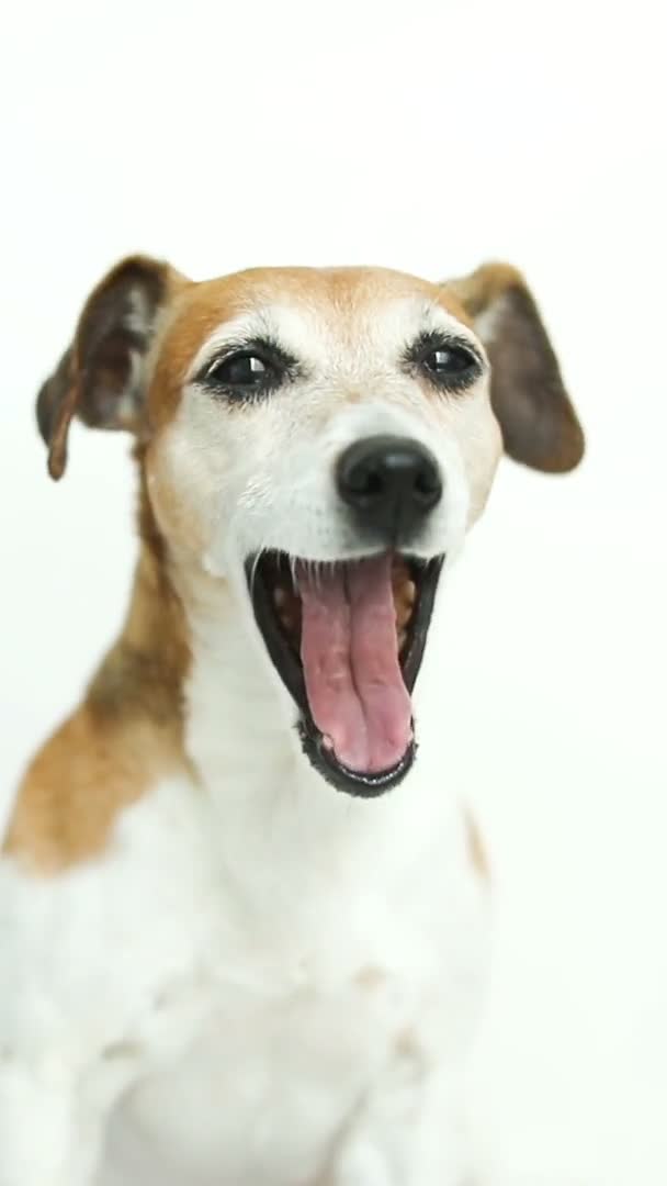 Sorrindo Cão Adorável Fechar Retrato Jack Russell Terrier Olhar Para — Vídeo de Stock