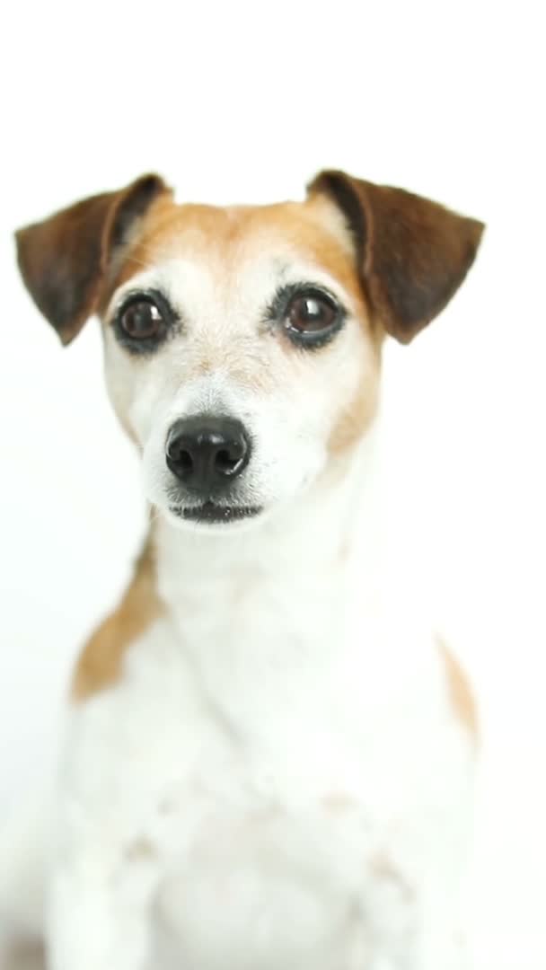 Vídeo Vertical Cara Perro Linda Mascota Jack Russell Terrier Mirando — Vídeos de Stock