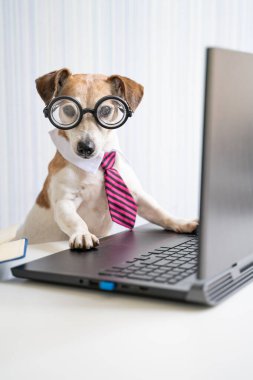 Akıllı köpek ofis çalışanı iş yerindeki danışma konferansında dizüstü bilgisayar kullanıyor. Gözlüklü ve kravatlı evcil hayvan. Sosyal mesafeli yaşam tarzından bağımsız olarak çalışıyor. Kameraya bakıyorum. Dikey