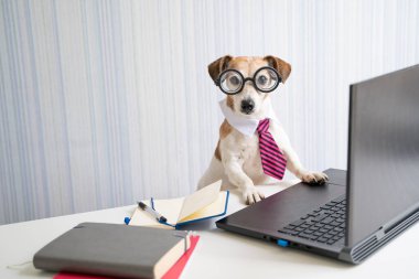 Sevimli Patron İnek Köpek çevrimiçi proje konferansında çalışıyor. Bilgisayar laptopu kullanıyor. Gözlüklü ve kravatlı evcil hayvan. Sosyal mesafeli yaşam tarzından bağımsız olarak çalışıyor. Kameraya bakıyorum.