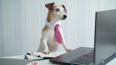 Boss dog in pink tie having online consultation conference. Looking at camera. Funny pet Jack Russell terrier at desk working remote office. Video footage. Social distancing lifestyle. Busy smart ass