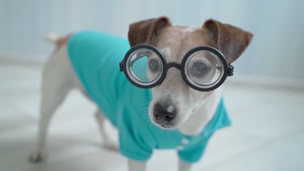 メガネと青いポロシャツの面白い犬が注意を払ってカメラを見ています 賢いオタク読書好き プログラマーのペット 室内の昼間の映像 かわいいペットのマズル 視力の低さ — ストック動画