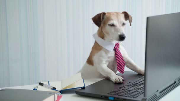 縞模様のネクタイと白い襟の正式なオフィスドレスコードを持つ犬は コンピュータを見て フレームを残します オンライン会議で働いてる 退屈な仕事に疲れている オンラインビデオ通話を終了 面白いビデオ — ストック動画