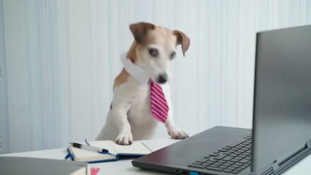 縞模様のネクタイと白い襟の正式なオフィスドレスコードを持つ犬は コンピュータを見て フレームを残します オンライン会議で働いてる 退屈な仕事に疲れている オンラインビデオ通話を終了 面白いビデオ — ストック動画