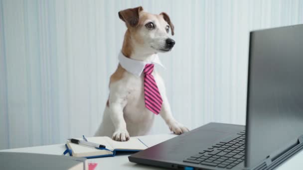 Boss Dog Pink Tie Having Online Consultation Conference Looking Camera — Vídeos de Stock