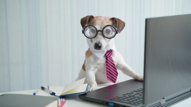 可爱的聪明的狗戴眼镜和粉色领带在办公桌前和笔记本电脑一起工作 在线会议远程项目咨询 视频镜头 远离社会的生活方式 奇怪有趣的宠物杰克罗素的脸 — 图库视频影像