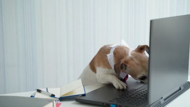 Boss Dog Pink Tie Having Online Consultation Conference Looking Camera — Stockvideo