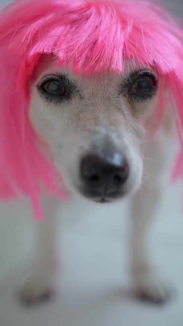 Perro Peluca Rosa Retrato Cerca Tranquilo Relajado Mirando Cámara Profundidad — Vídeos de Stock