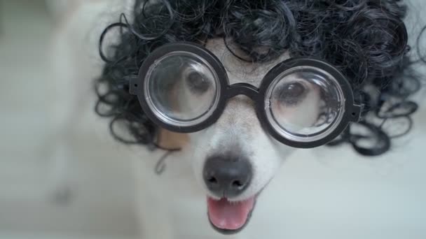 Roztomilý Pes Tvář Afro Stylu Černé Kudrlinky Vlasy Paruka Nerd — Stock video