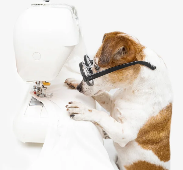 Cute Pequeno Cão Costurar Usando Máquina Olhando Atentamente Com Óculos — Fotografia de Stock