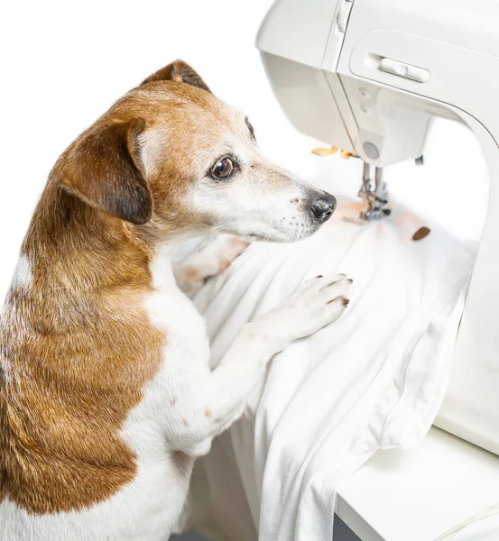 Creative Hobby Tailor Sewing Clothes Design Theme Dog Looking Side — Stock Photo, Image