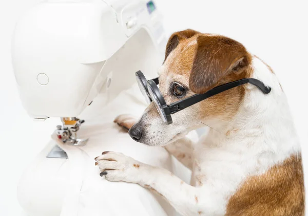 Inteligentny Pies Projektant Ubrań Krawiec Okularach Patrząc Koncentracyjnie Korzystanie Maszyny — Zdjęcie stockowe
