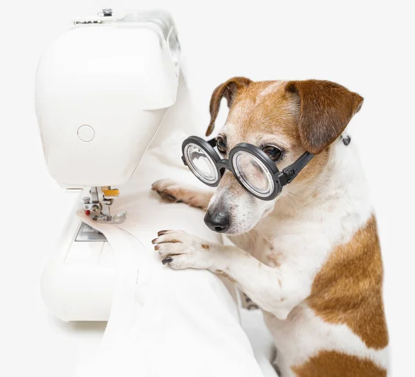 Attentive Dog Jack Russell Terrier Glasses Sews White Shirt Uses — Stock Photo, Image