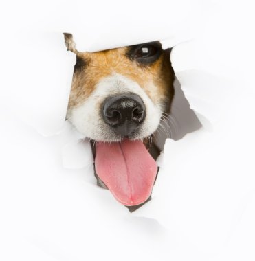 küçük köpek banner üzerinden tatili