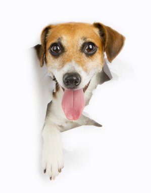 küçük köpek banner üzerinden tatili
