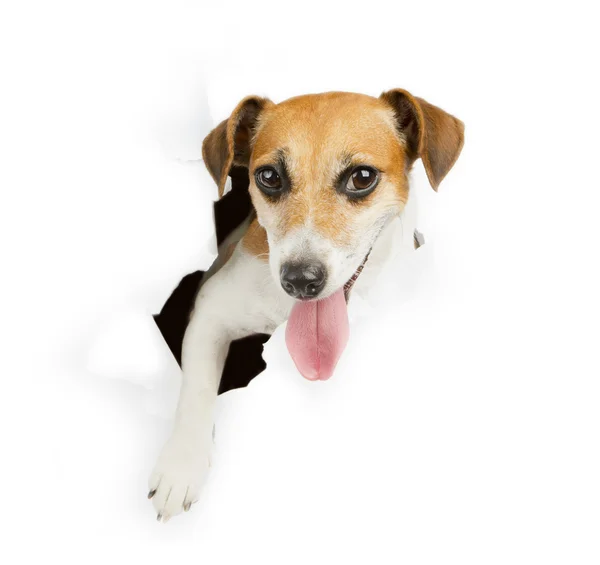 Small dog breaks through the banner — Stock Photo, Image