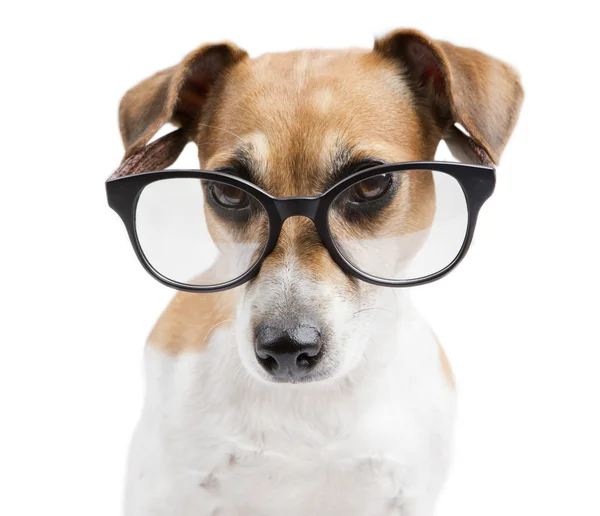 Cão muito inteligente leitura elegante — Fotografia de Stock