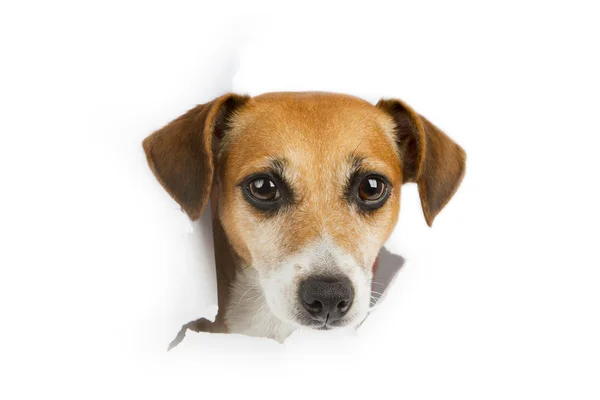 Kleiner Hund durchbricht Banner — Stockfoto