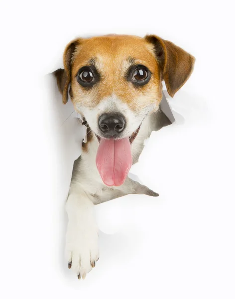 Small dog breaks through the banner — Stock Photo, Image