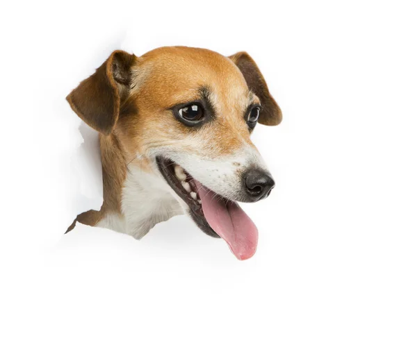 Bandera de perro — Foto de Stock