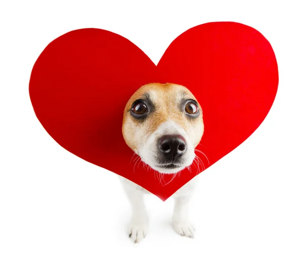 ロマンチックな犬 — ストック写真