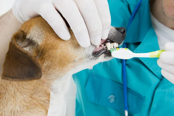 Tierarzt beim Zähneputzen — Stockfoto