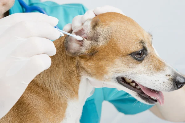 Prevention of disease ears — Stock Photo, Image